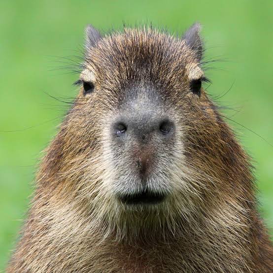 capybara image